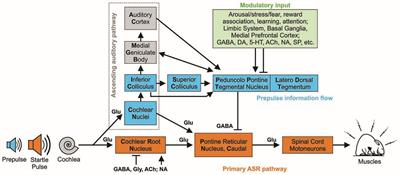 GABAB Receptor Agonist R-Baclofen Reverses Altered Auditory Reactivity and Filtering in the Cntnap2 Knock-Out Rat